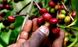 Кава в зернах Арабіка Ефіопія Йоргачеф - це Ефіопія натуральної обробки, ідеальна кава для еспресо. Він має високу солодкість і збалансовану, не надто високу кислотність. Солодкий смак із квітковими нотами, стиглими темними ягодами, мо 0400031-2 фото 3