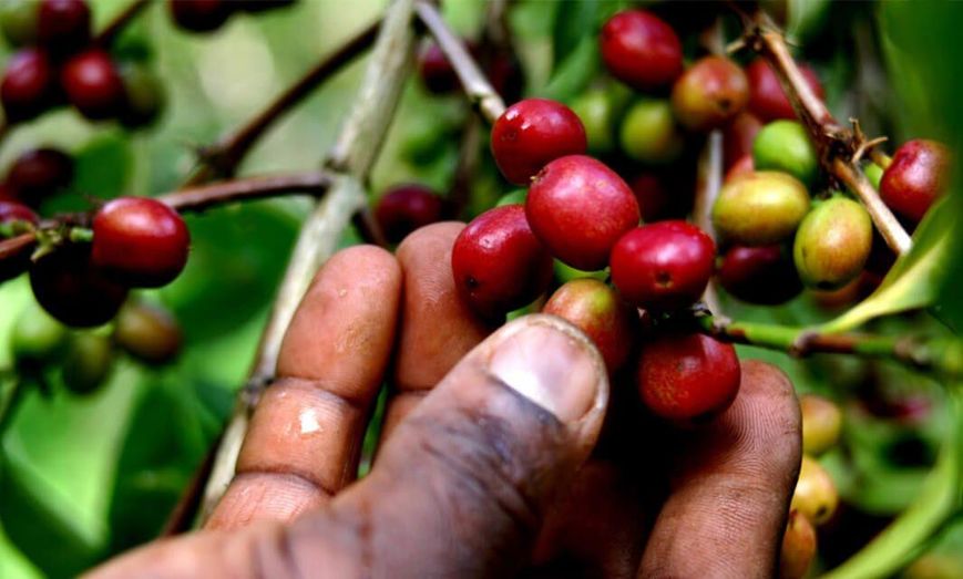 Кава в зернах Арабіка Ефіопія Йоргачеф - це Ефіопія натуральної обробки, ідеальна кава для еспресо. Він має високу солодкість і збалансовану, не надто високу кислотність. Солодкий смак із квітковими нотами, стиглими темними ягодами, мо 0400031-2 фото
