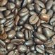 Кофе в зернах Fresh Organic Coffee Decaffeinato Premium Selection 1 кг 63-0033 фото 4